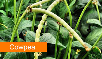 COWPEA0