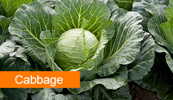 cabbage