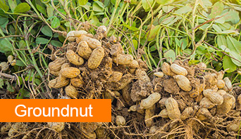 groundnut_0