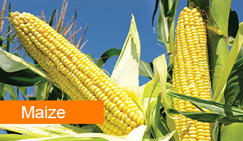 maize