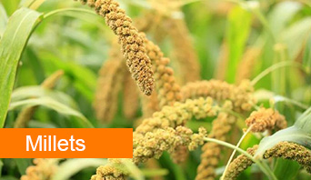 millets