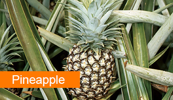 pineapple 80