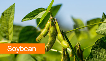 soybean 34