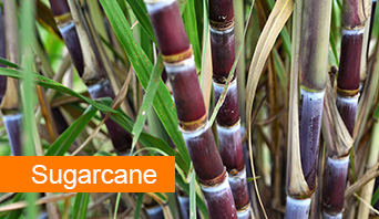 sugarcane 500