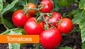tomatoes
